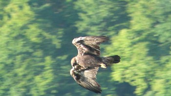 イヌワシ 伊吹山 撮影日未設定