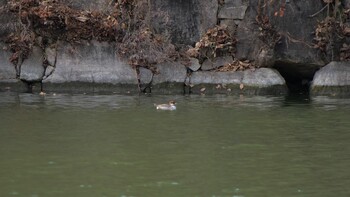 Smew Osaka castle park Sun, 1/30/2022