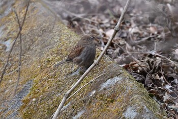 Japanese Accentor Hayatogawa Forest Road Sun, 1/30/2022