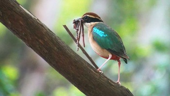 ヤイロチョウ 場所が不明 撮影日未設定