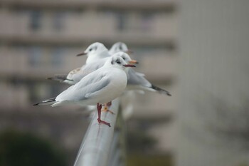 未同定 場所が不明 2018年3月7日(水)