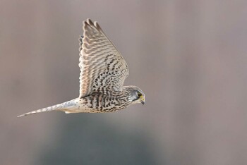 2022年1月15日(土) 埼玉県の野鳥観察記録