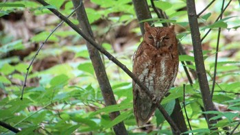 コノハズク 場所が不明 撮影日未設定