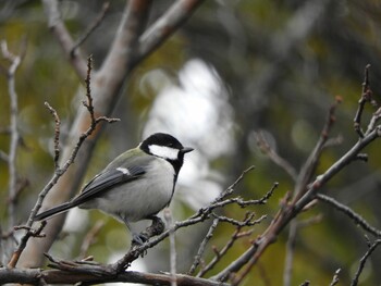 2022年1月30日(日) 土師山公園の野鳥観察記録