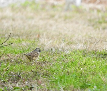 2022年1月30日(日) 渋谷川の野鳥観察記録