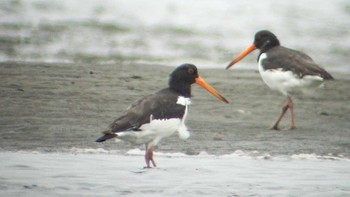 ミヤコドリ ふなばし三番瀬海浜公園 撮影日未設定