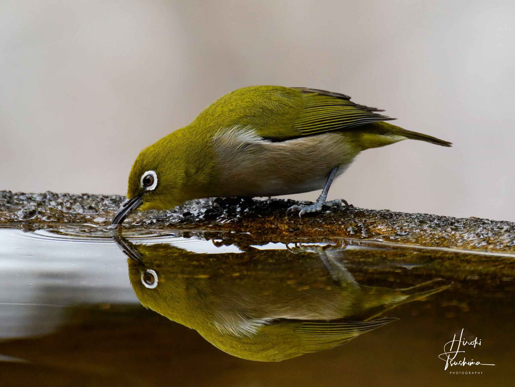 Warbling White-eye