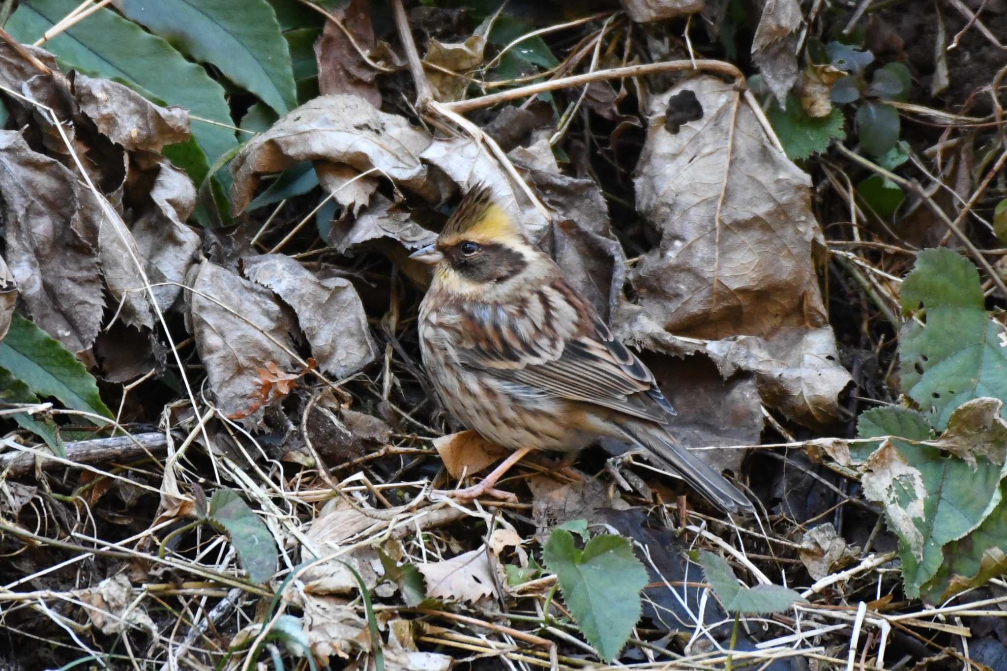 Yellow-throated Bunting