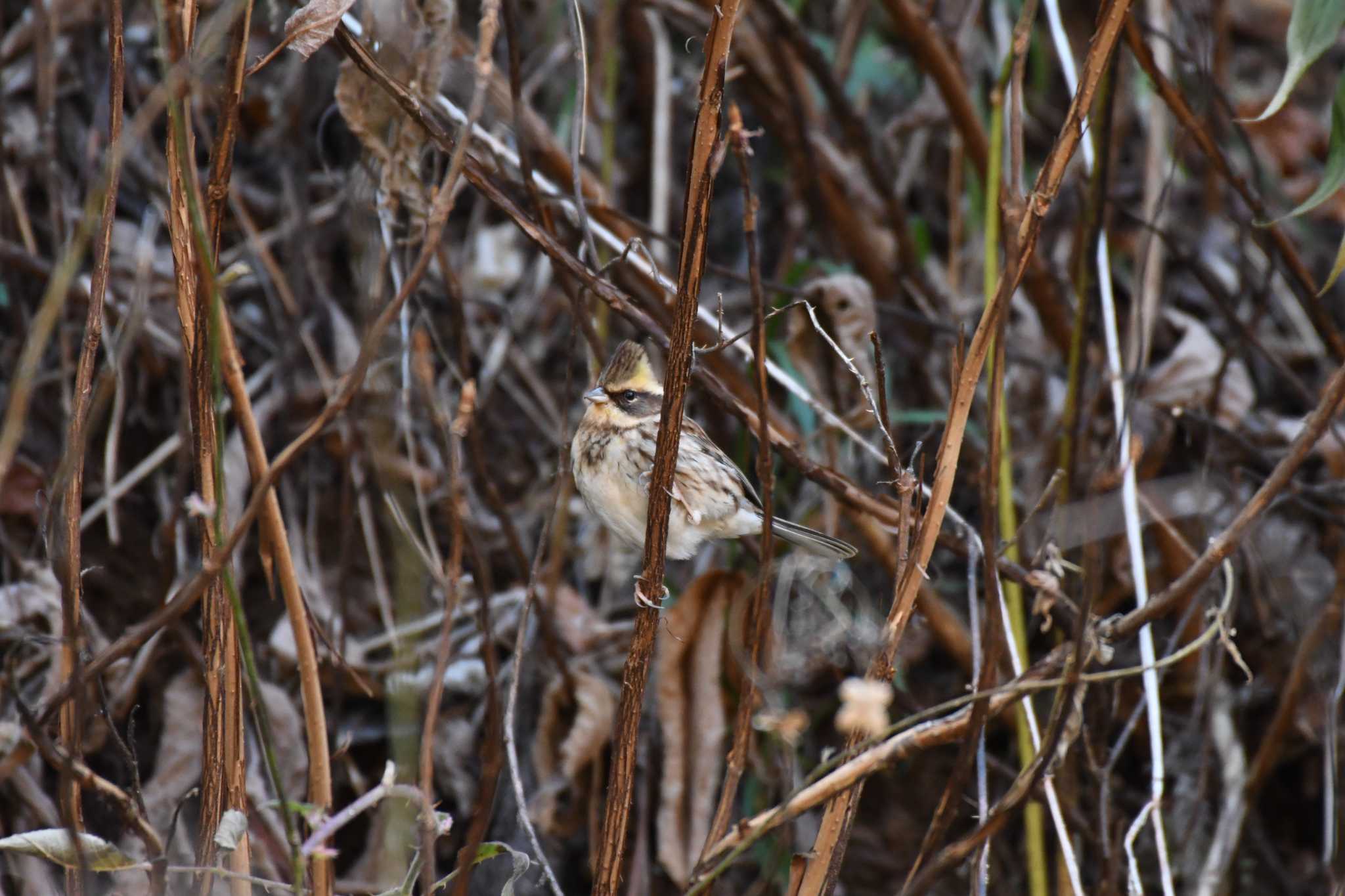 Yellow-throated Bunting