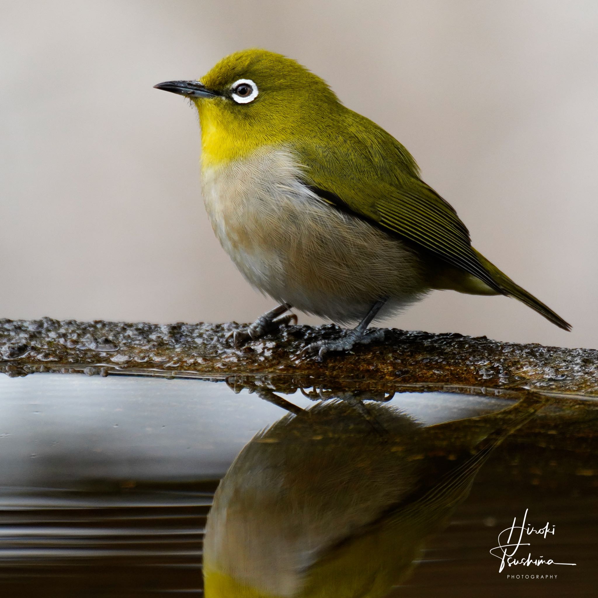 Warbling White-eye