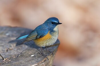 Red-flanked Bluetail 栃木県 Sat, 1/29/2022