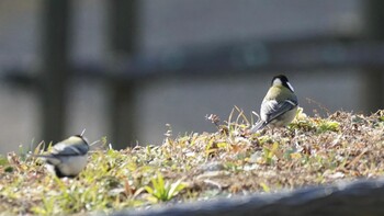 シジュウカラ 東京都稲城市 2022年1月30日(日)