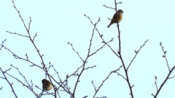 カワラヒワ 東京都稲城市 2022年1月30日(日)