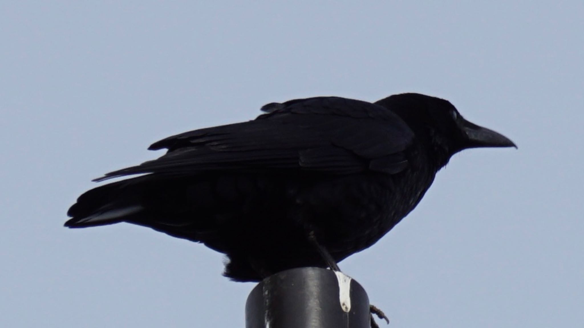 Photo of Carrion Crow at 東京都稲城市 by ツピ太郎