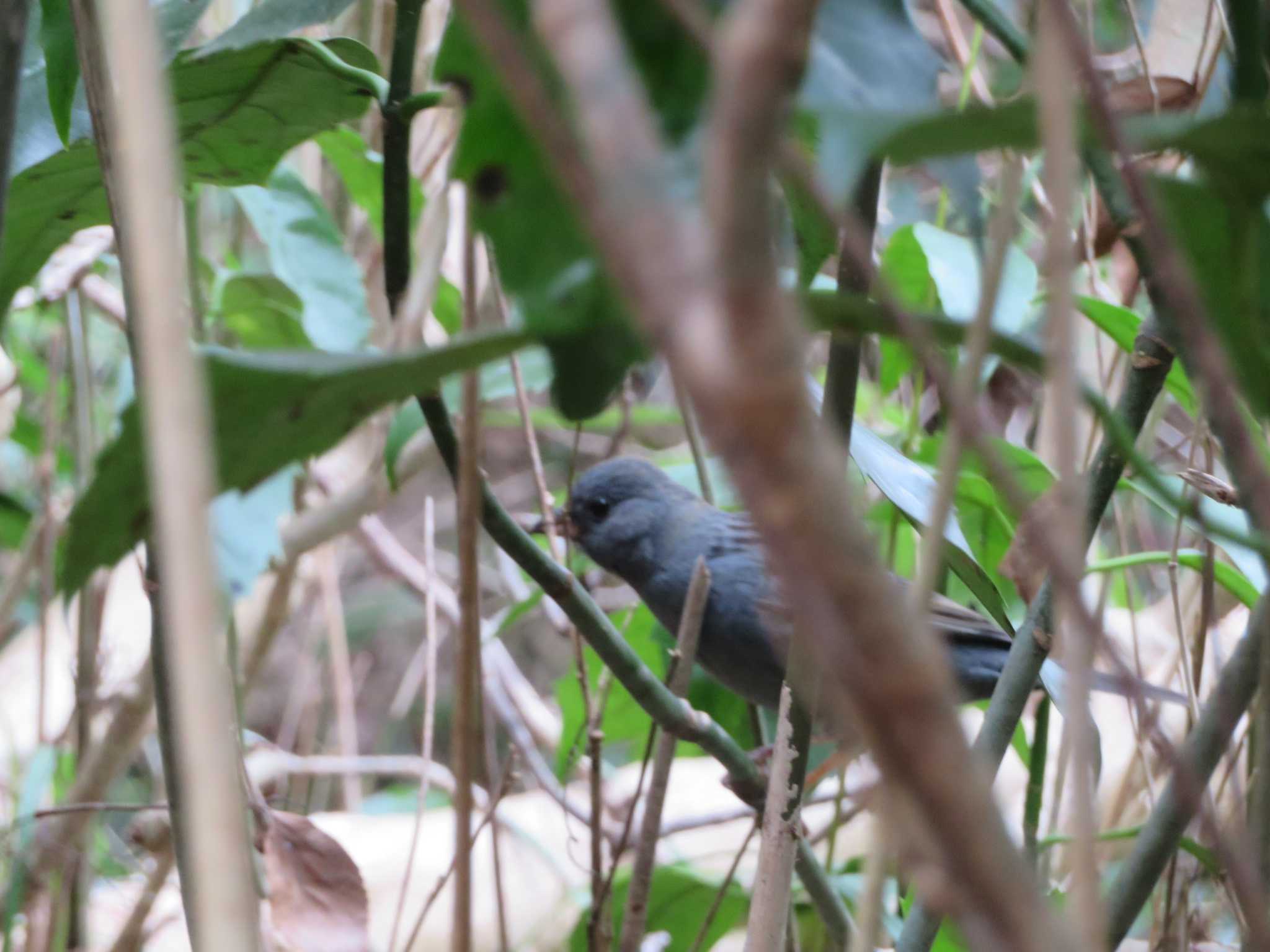 Photo of Grey Bunting at 横須賀市 by ヤマガーラ