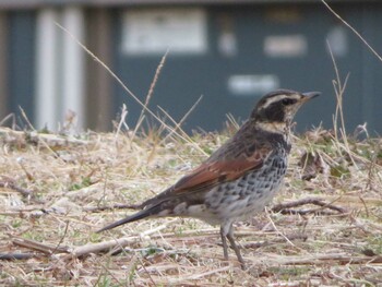 Dusky Thrush 横須賀市 Sun, 1/30/2022