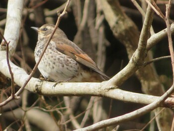 Dusky Thrush Hayatogawa Forest Road Sun, 1/30/2022