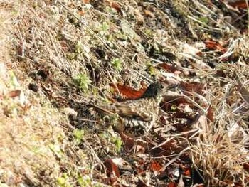 トラツグミ 六道山里山(携帯用写真） 撮影日未設定