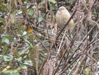 Siberian Long-tailed Rosefinch Unknown Spots Sun, 1/30/2022