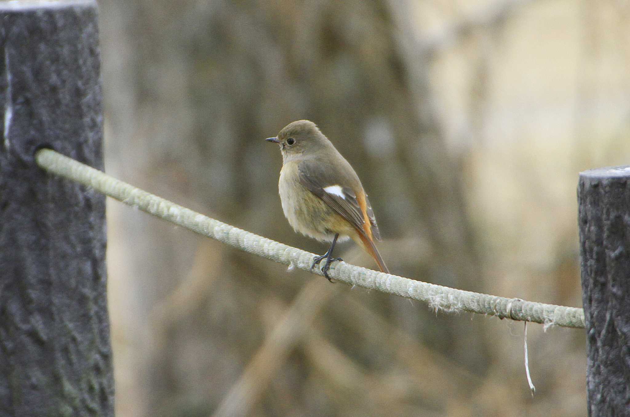 Daurian Redstart