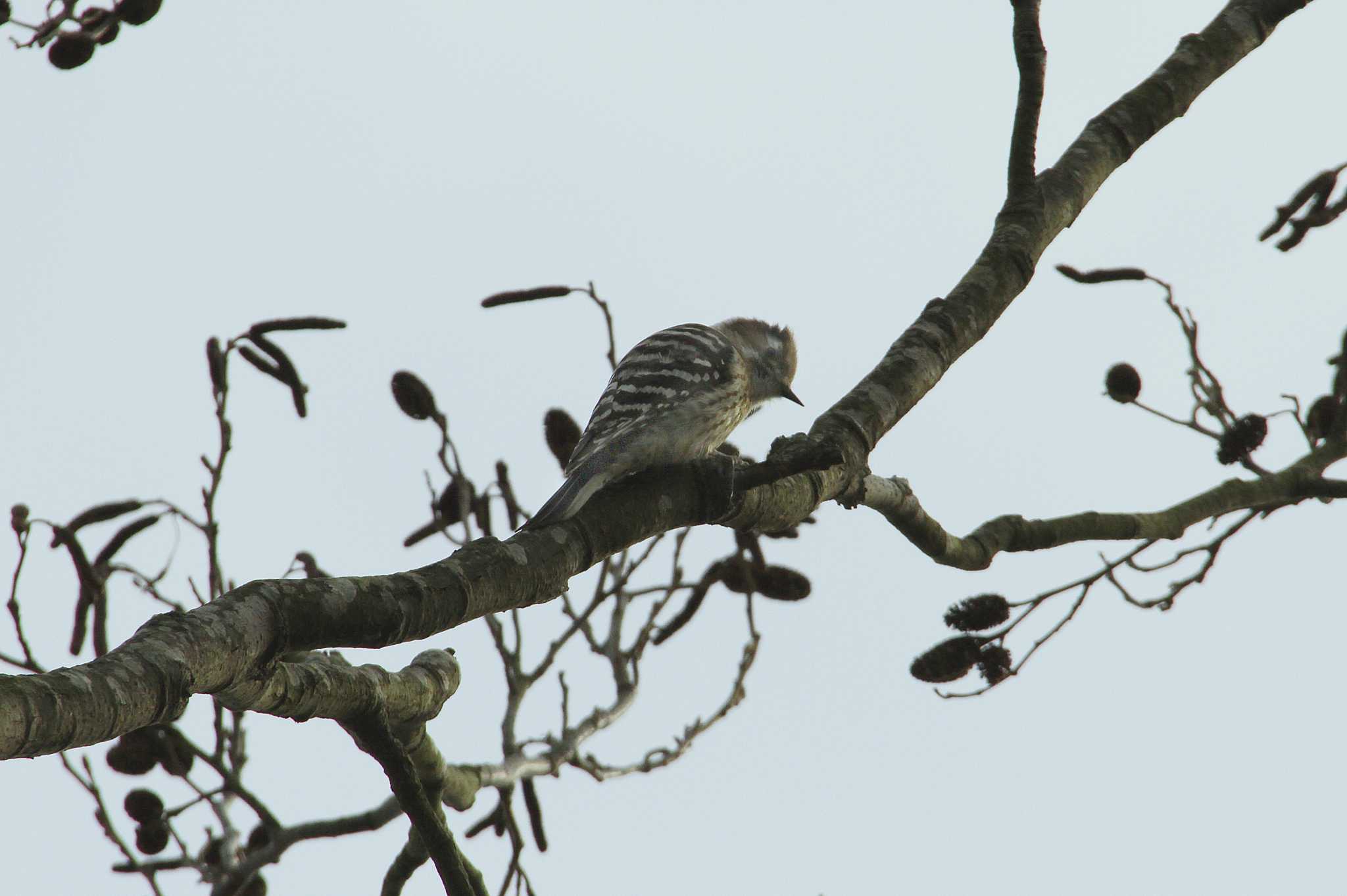 Japanese Pygmy Woodpecker