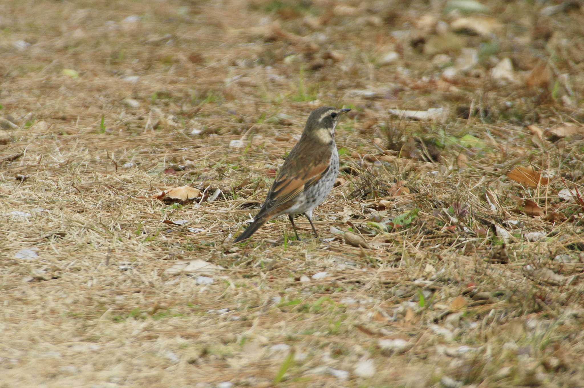 Dusky Thrush