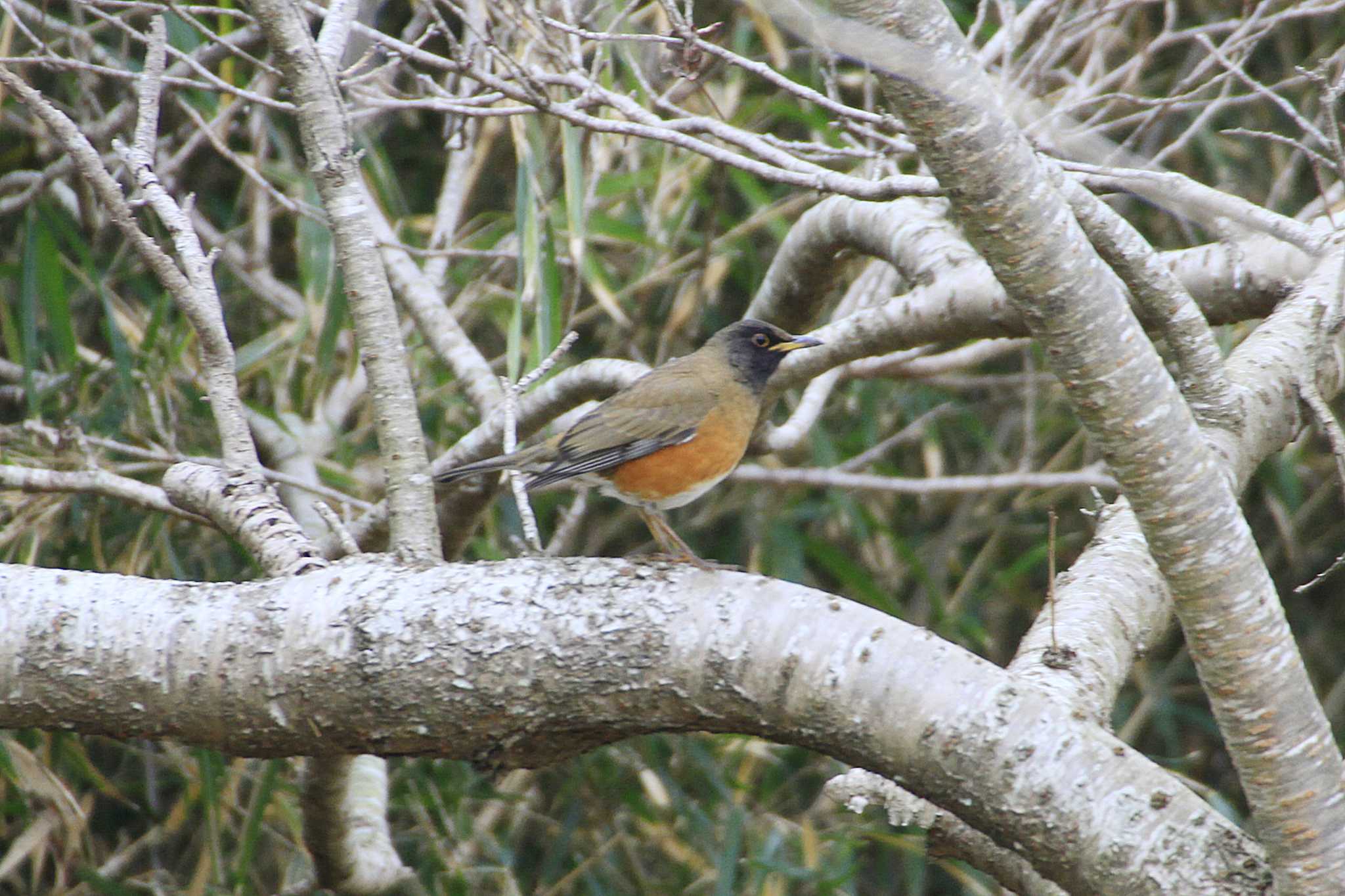 Brown-headed Thrush