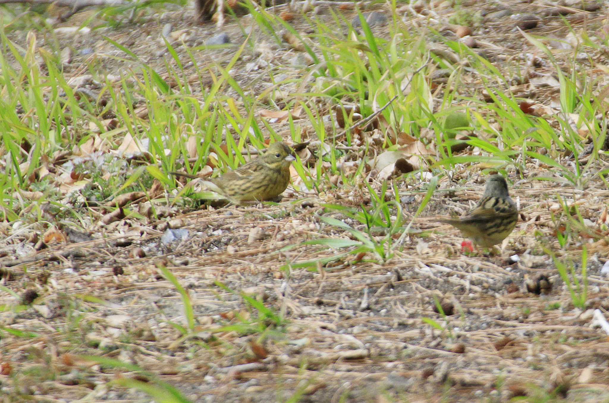 Masked Bunting