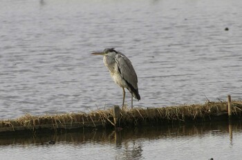 2022年1月30日(日) 小野川河口付近の野鳥観察記録