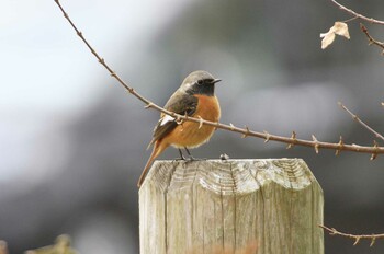 Daurian Redstart 和田公園(稲敷市) Sun, 1/30/2022