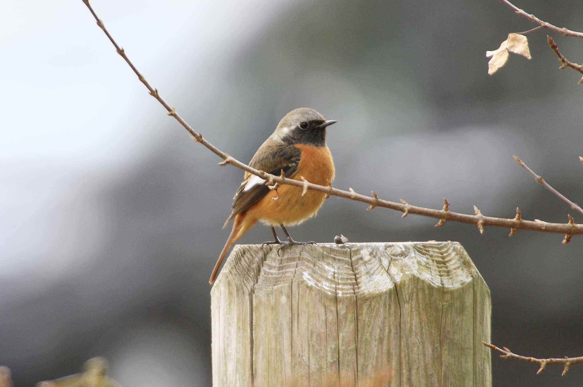 Daurian Redstart