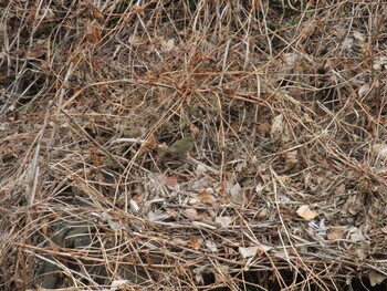 Japanese Bush Warbler Unknown Spots Sun, 1/30/2022