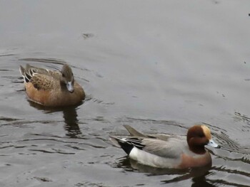 Eurasian Wigeon 仙川 Sun, 1/30/2022