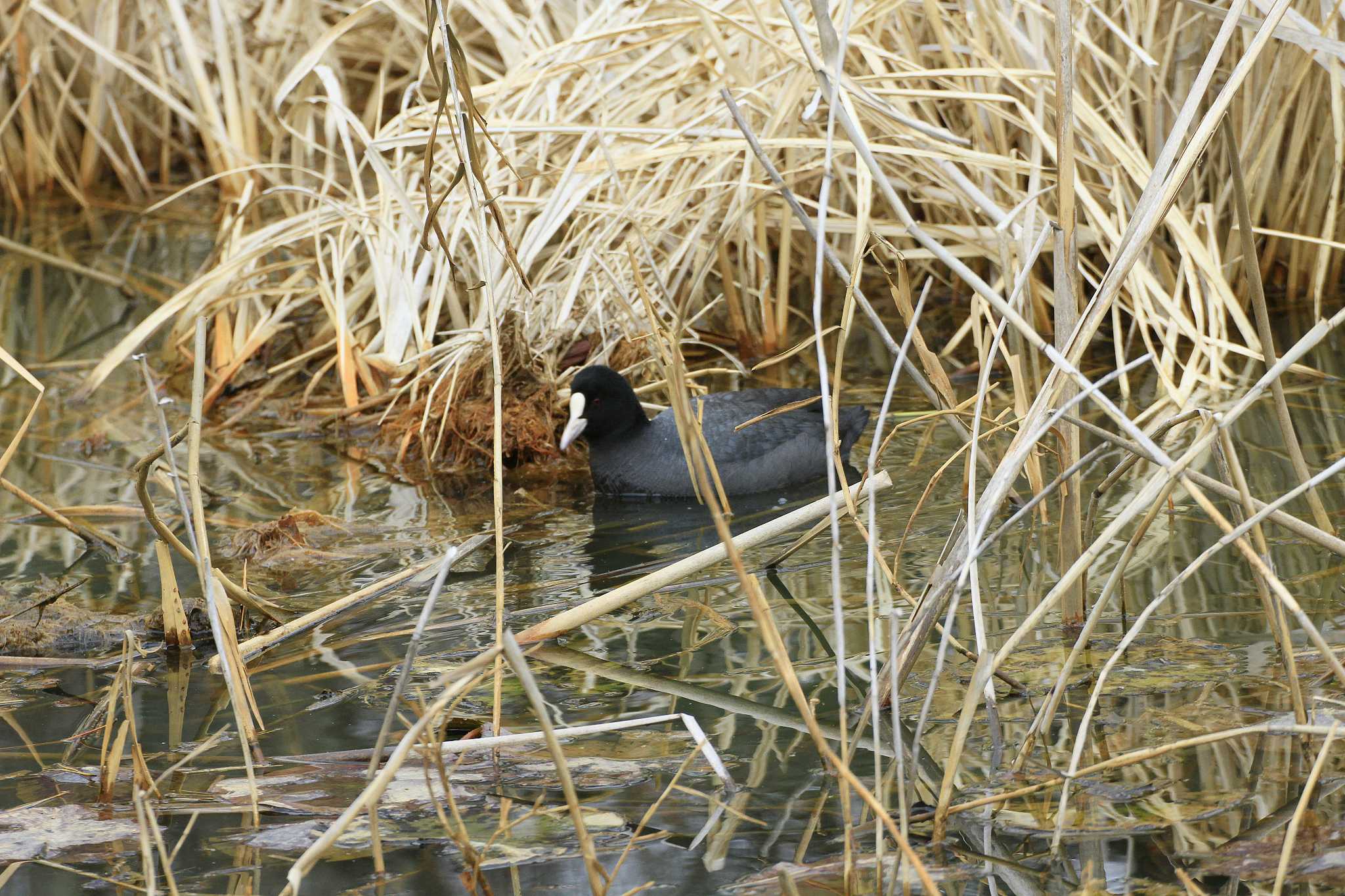 Eurasian Coot