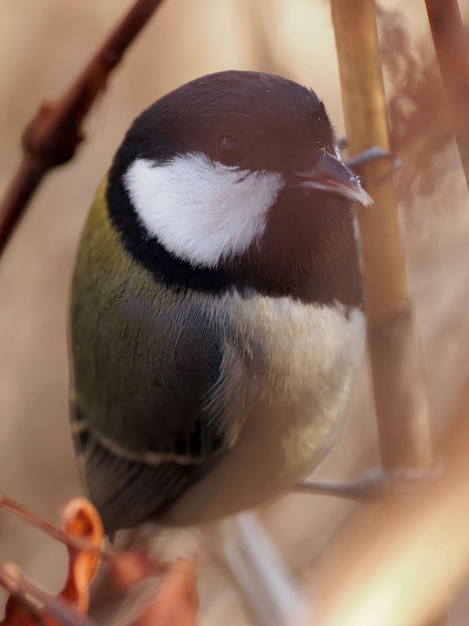 シジュウカラ