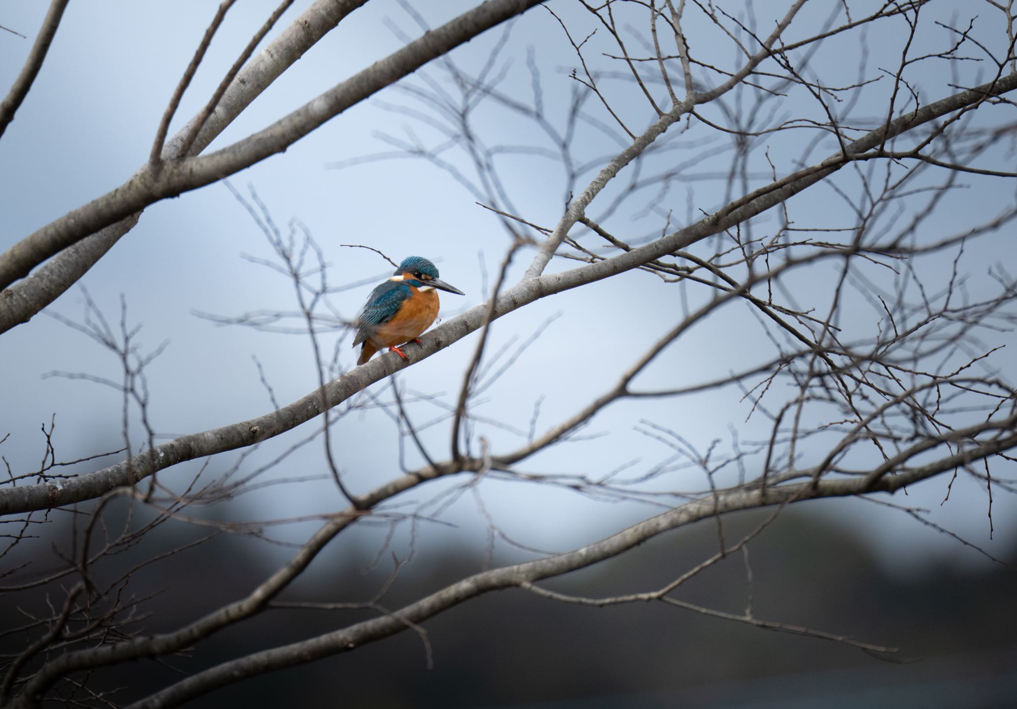 蟹ヶ谷公園 カワセミの写真 by  itboy2010