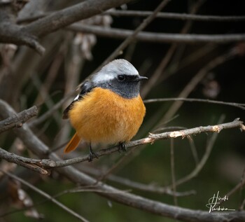 Daurian Redstart 蟹ヶ谷公園 Sun, 1/30/2022