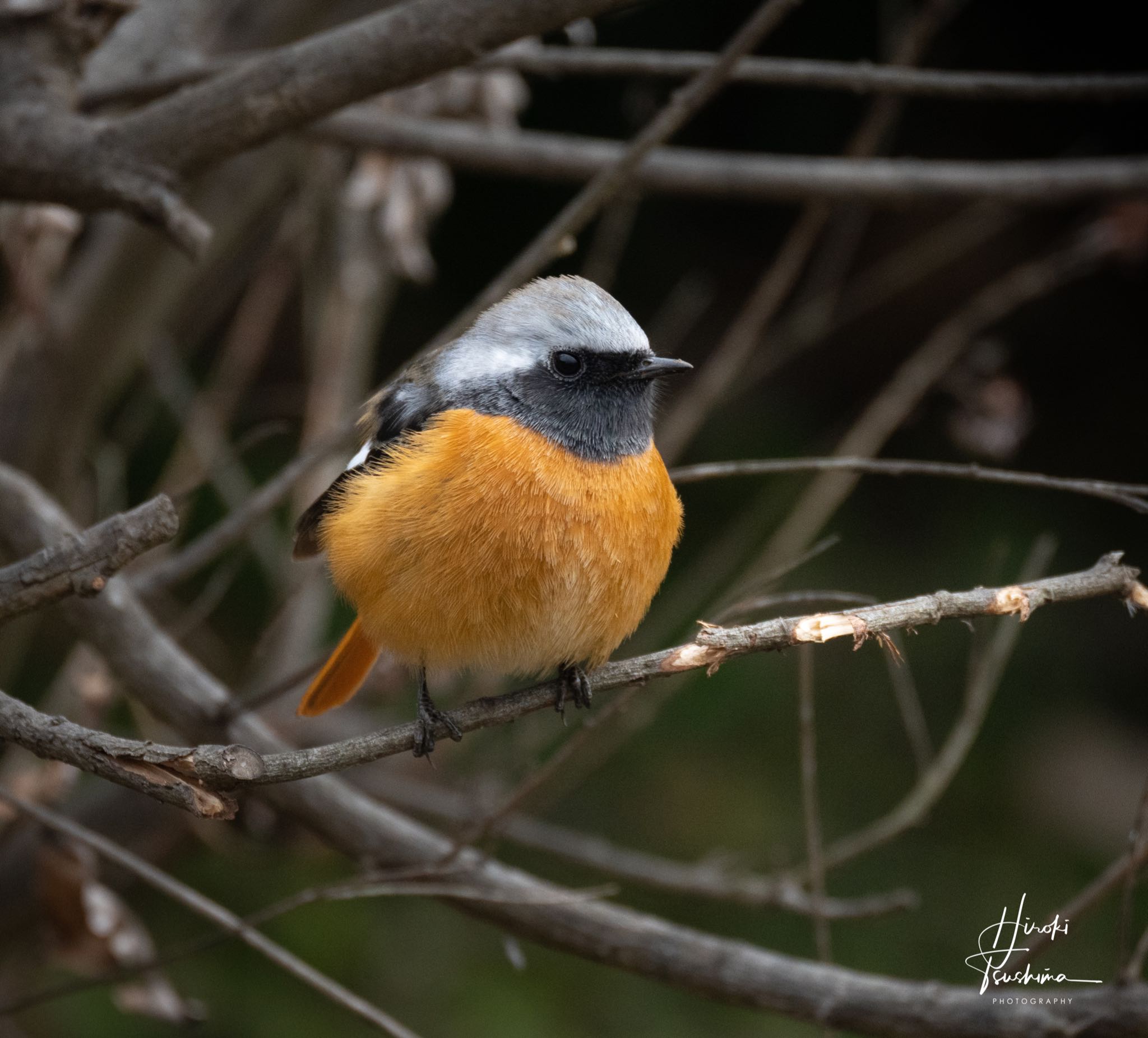 Daurian Redstart