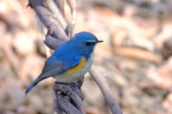 2022年1月29日(土) 北本自然観察公園の野鳥観察記録