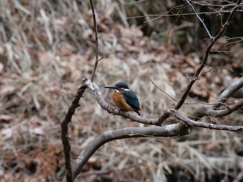 Sun, 1/30/2022 Birding report at 駿河平自然公園