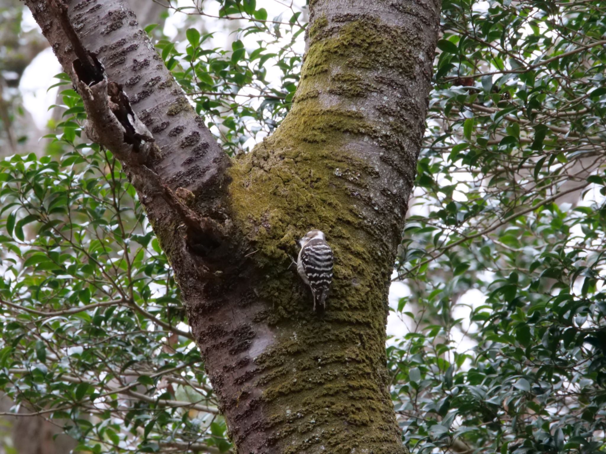 Photo of Japanese Pygmy Woodpecker at 駿河平自然公園 by km