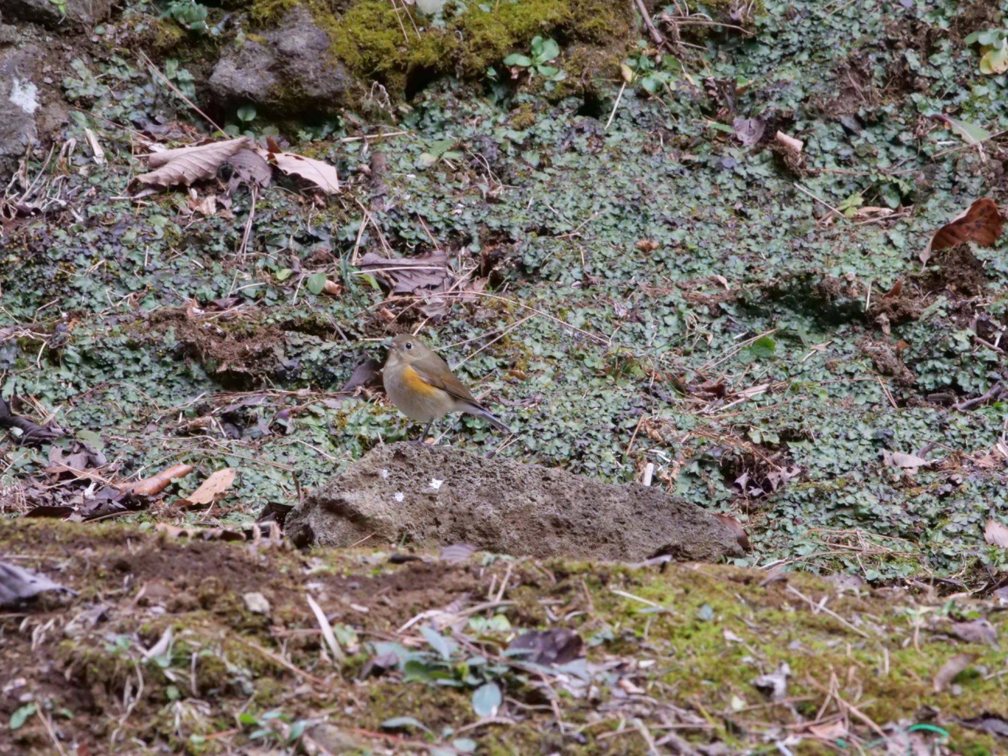 Photo of Red-flanked Bluetail at 駿河平自然公園 by km