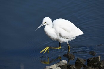 2022年1月29日(土) 大沼親水公園の野鳥観察記録