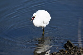 コサギ 大沼親水公園 2022年1月29日(土)