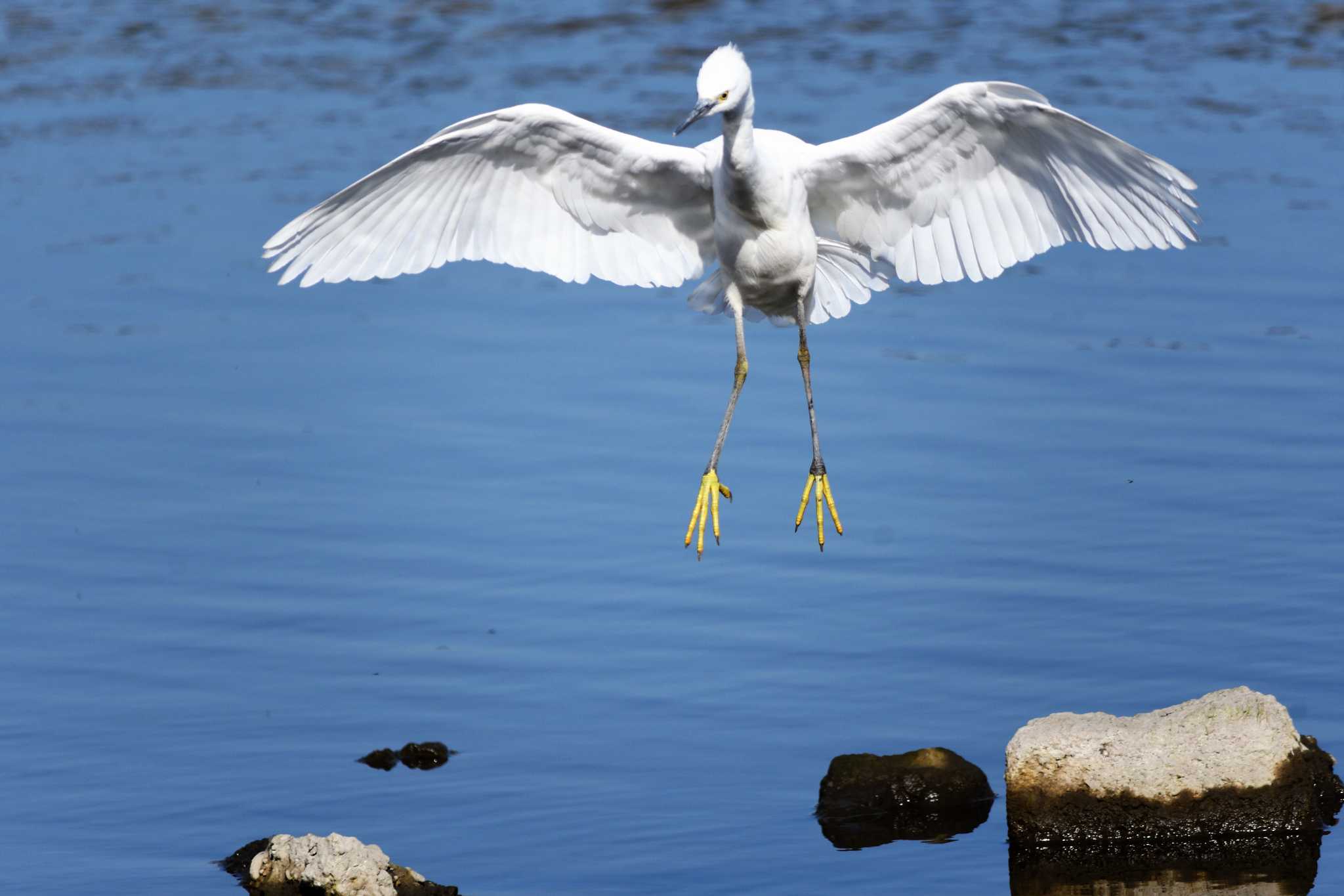 Little Egret