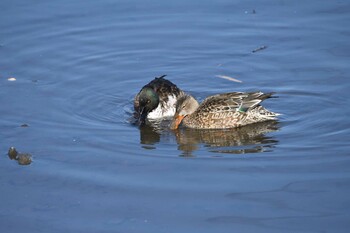 ハシビロガモ 大沼親水公園 2022年1月29日(土)