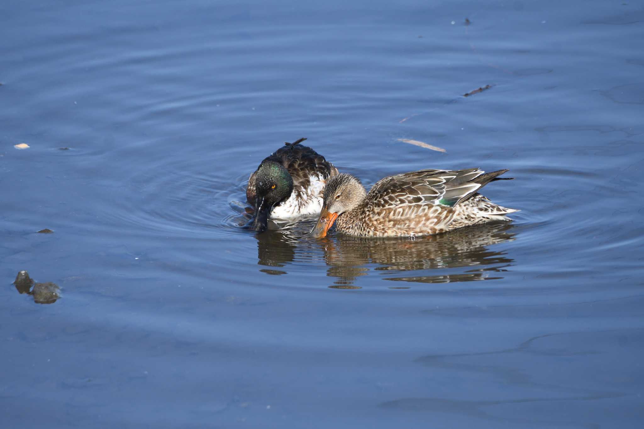 大沼親水公園 ハシビロガモの写真 by すずめのお宿