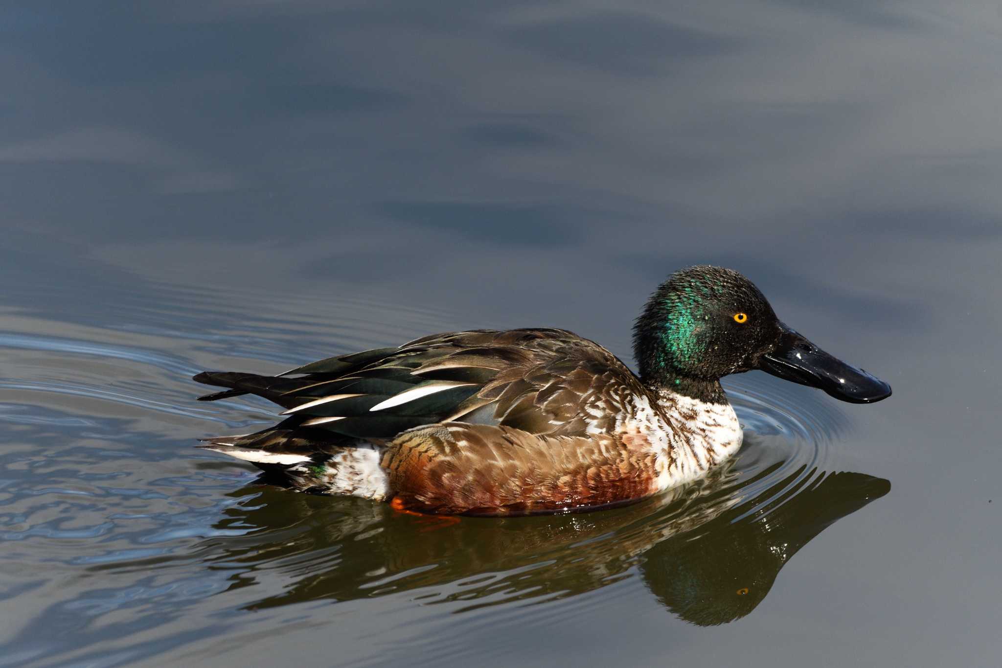 Photo of Northern Shoveler at 大沼親水公園 by すずめのお宿