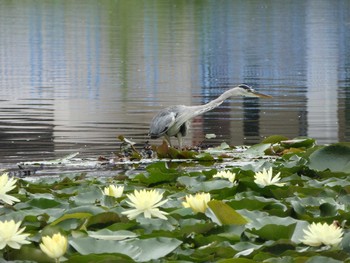 Grey Heron Nagai Botanical Garden Thu, 8/17/2017