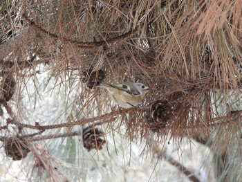 Sun, 1/30/2022 Birding report at Chaoyang Park(Beijing)